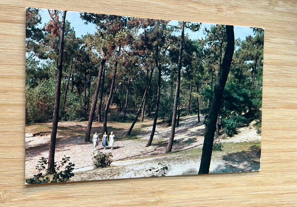 Knokke wandelen in t bos, Ophalen of Verzenden, 1960 tot 1980, Gelopen, West-Vlaanderen