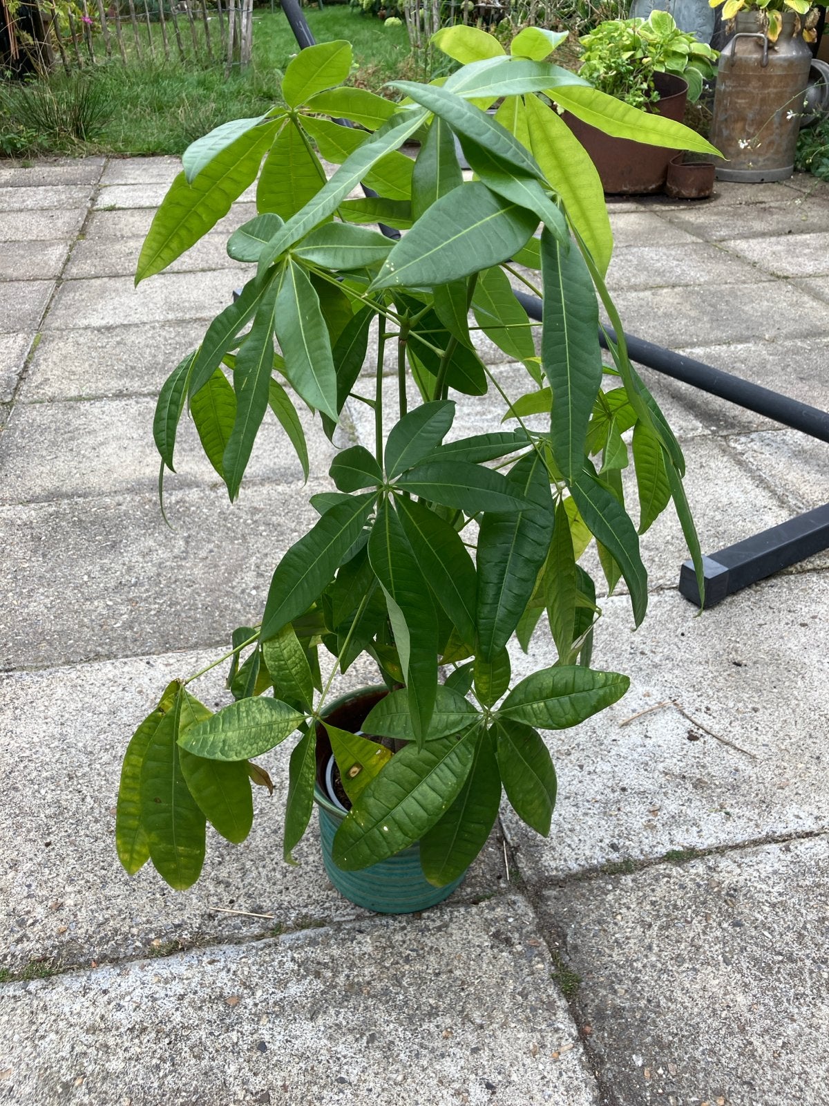 Geldboom (Pachira Aquatica) - 1 jaar oud, Vaste plant, Bloeit niet, Halfschaduw, Ophalen
