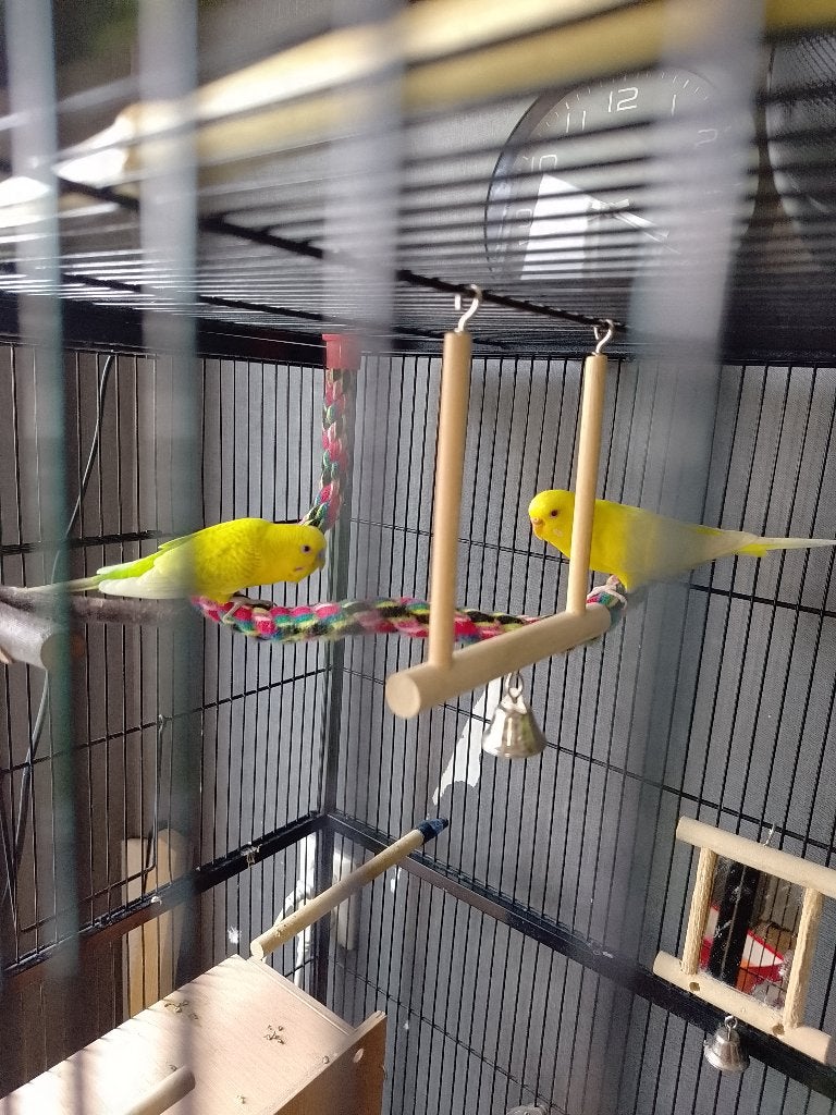 Te koop mooie koppel gele parkieten, Dieren en Toebehoren, Meerdere dieren, Parkiet
