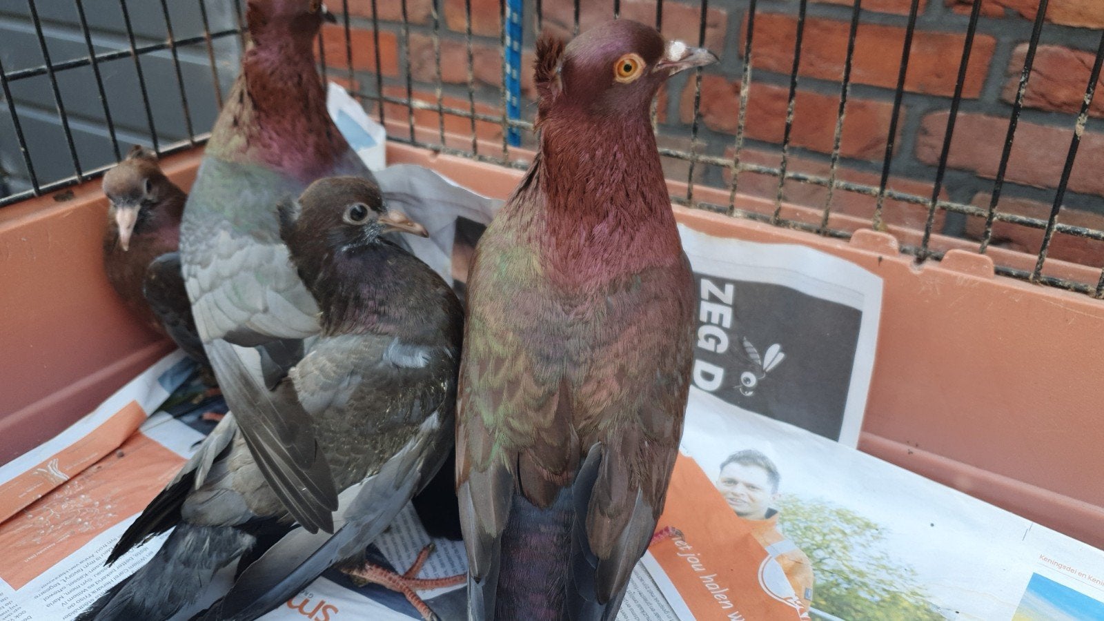 Nest koppel vinkduiven, Dieren en Toebehoren, Vogels | Duiven, Meerdere dieren, Overige soorten