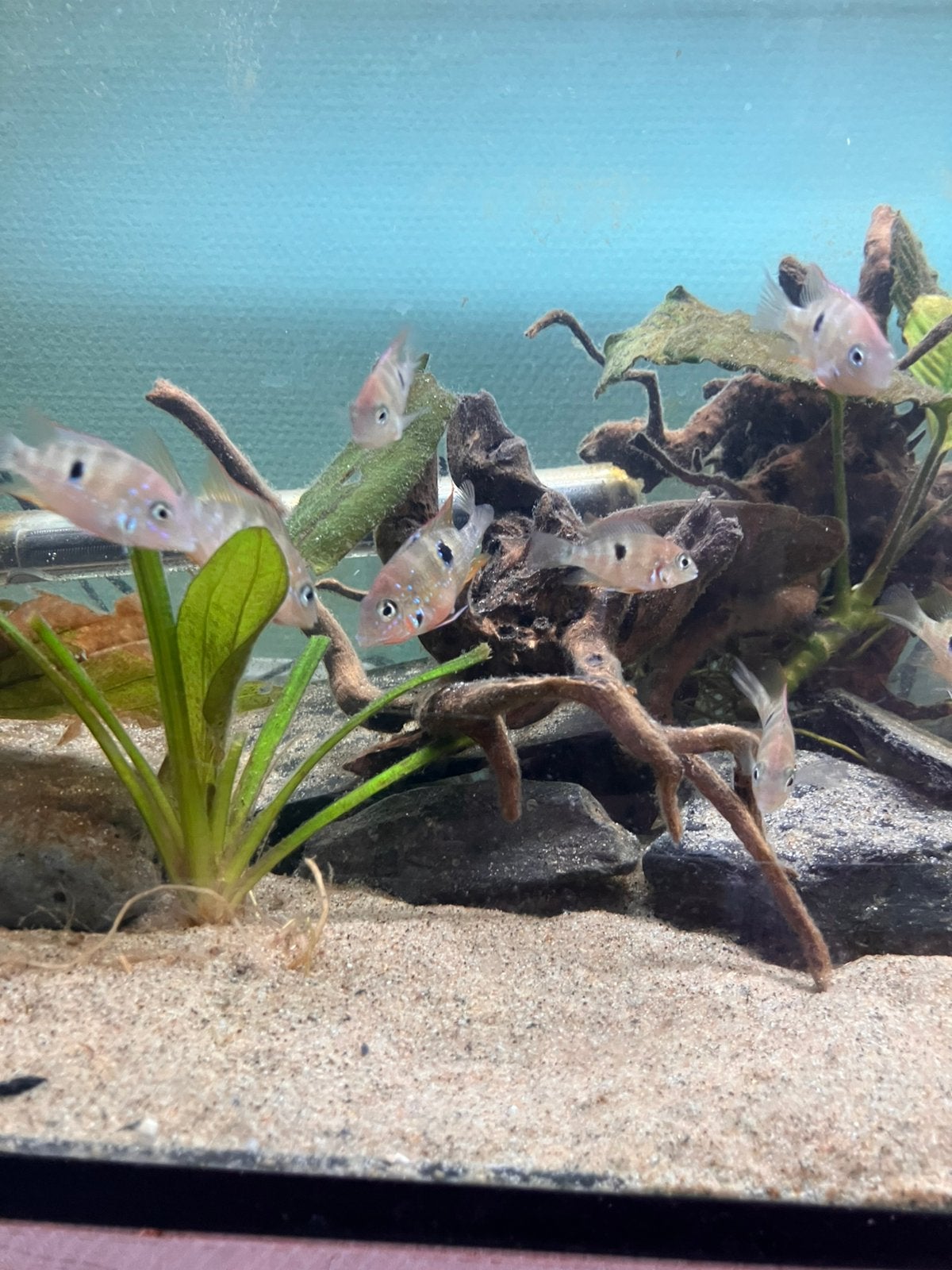 Thorichthys Ellioti, Vis