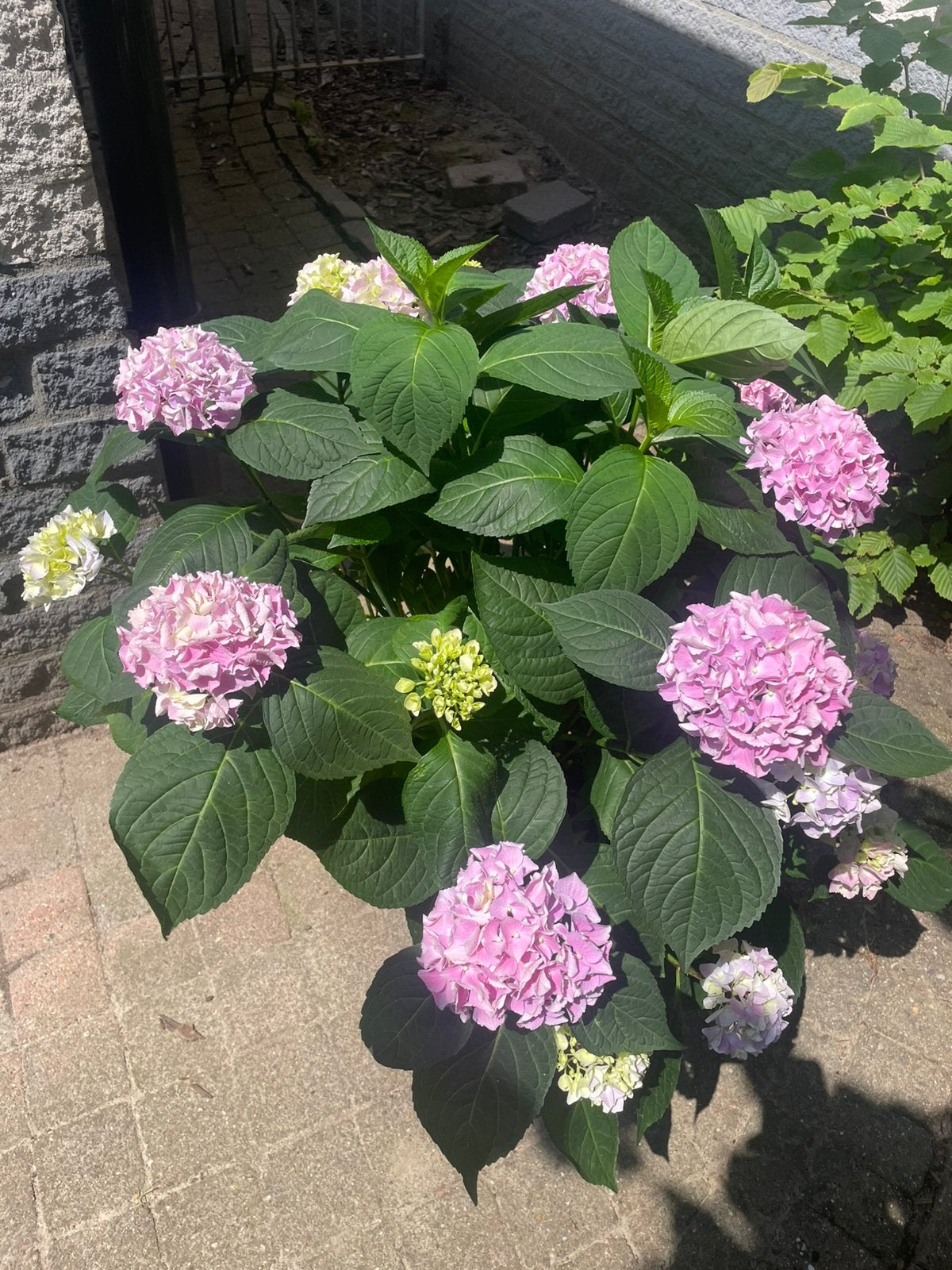 Hortensia, Tuin en Terras, Planten | Tuinplanten, Ophalen, Overige soorten, Halfschaduw