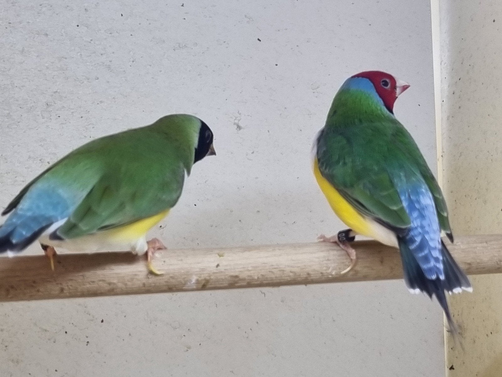 Paartje gouldamadines witborsten, Meerdere dieren, Geringd