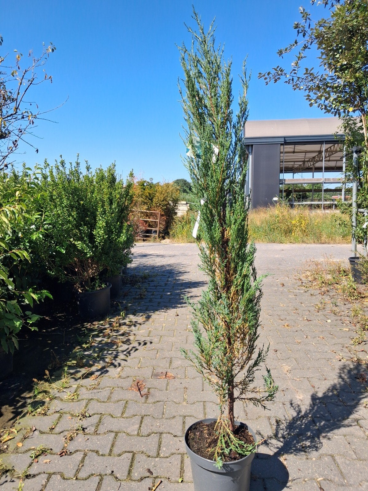 Juniperus scopulorum 'Blue Arrow' - Slanke Jeneverbes, Ophalen of Verzenden, Vaste plant, Overige soorten, Halfschaduw