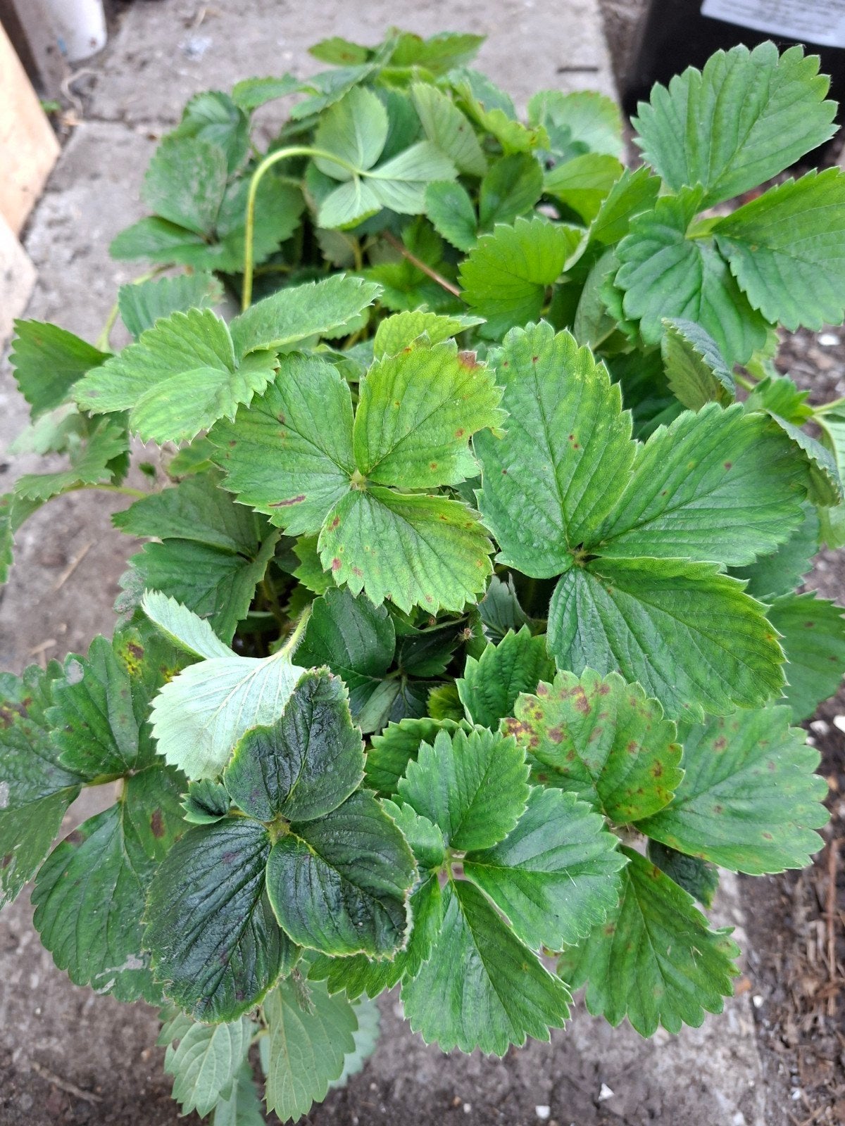 Verse aardbei stekjes aardbeiplantjes,  - Eigen Kweek, Ophalen, Volle zon, Vaste plant, Fruitplanten