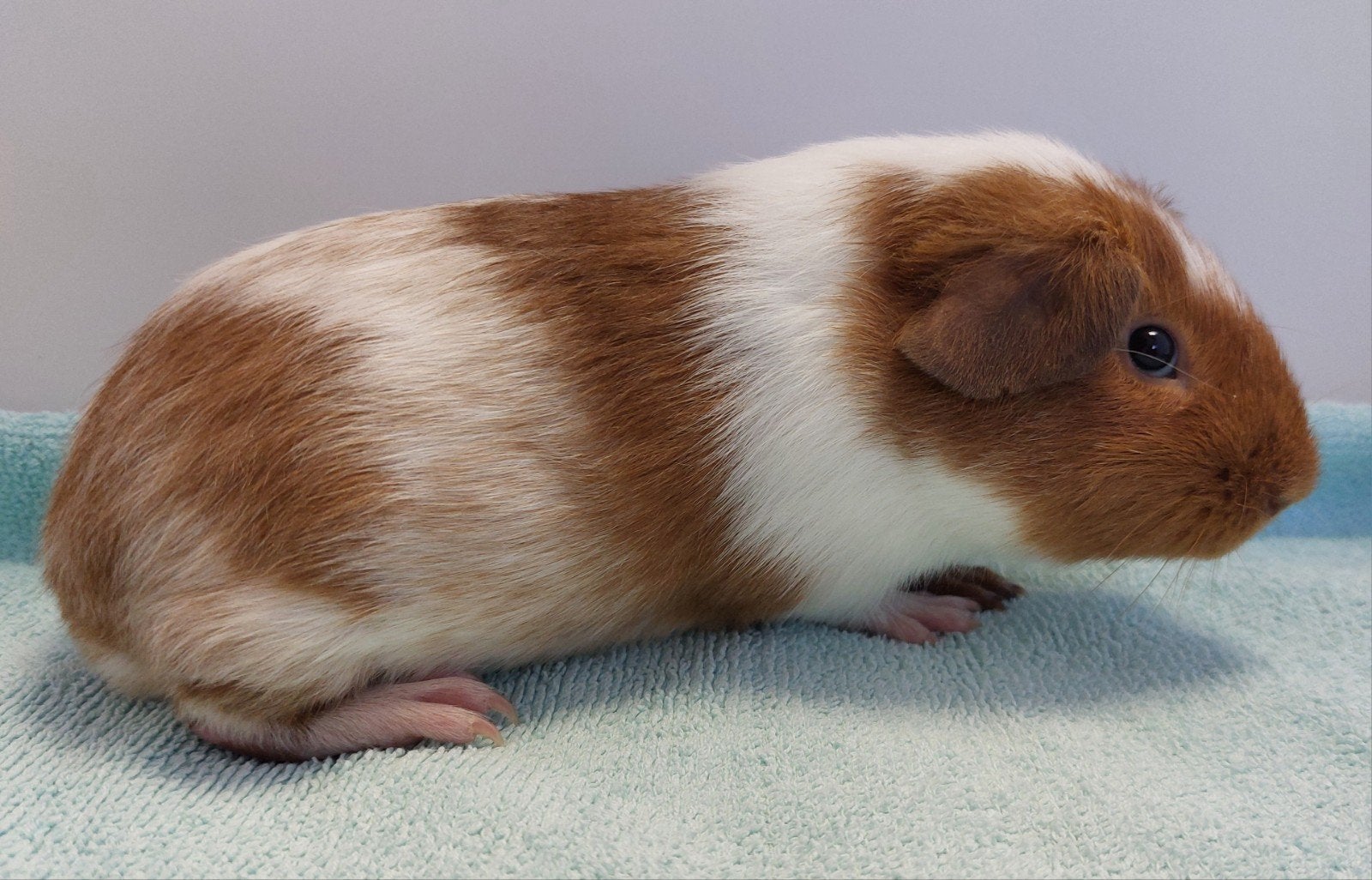 2 prachtige, jonge cavia beertjes te koop, Dieren en Toebehoren, Knaagdieren, Juni, Mannelijk, Cavia