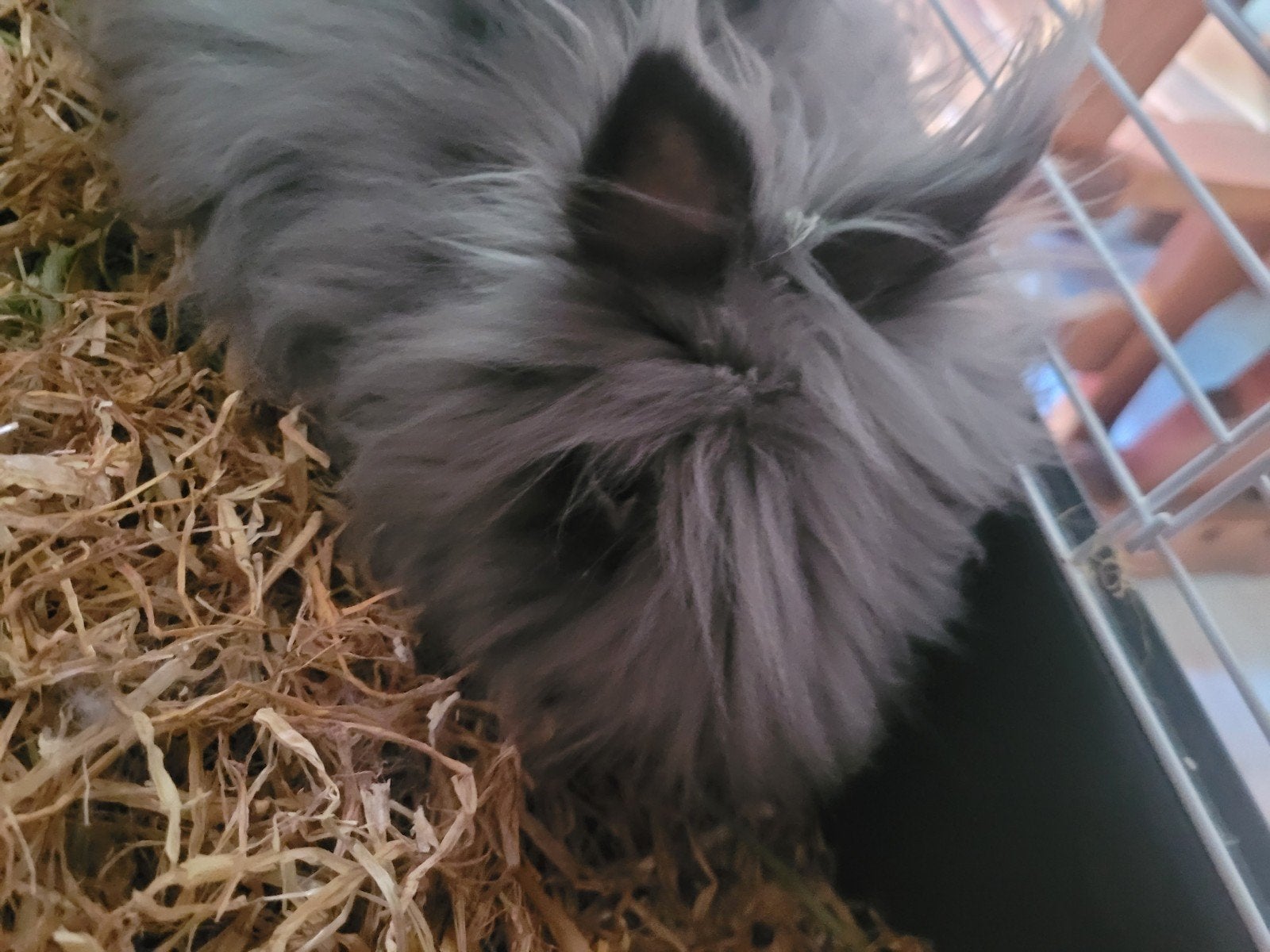 teddy dwerg met kooi gratis, Dieren en Toebehoren, Juni, Mannelijk, Overige typen, Tam