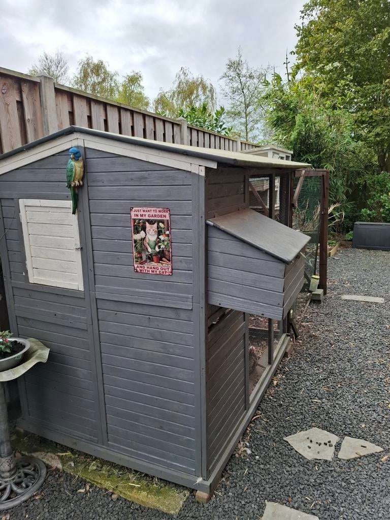 Kippenhok, Dieren en Toebehoren, Pluimvee, Vrouwelijk, Kip
