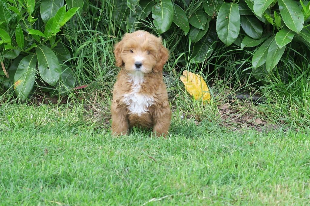 Leuke Medium Goldendoodle pups, Dieren en Toebehoren, Poedel, Parvo, Nederland, 8 tot 15 weken