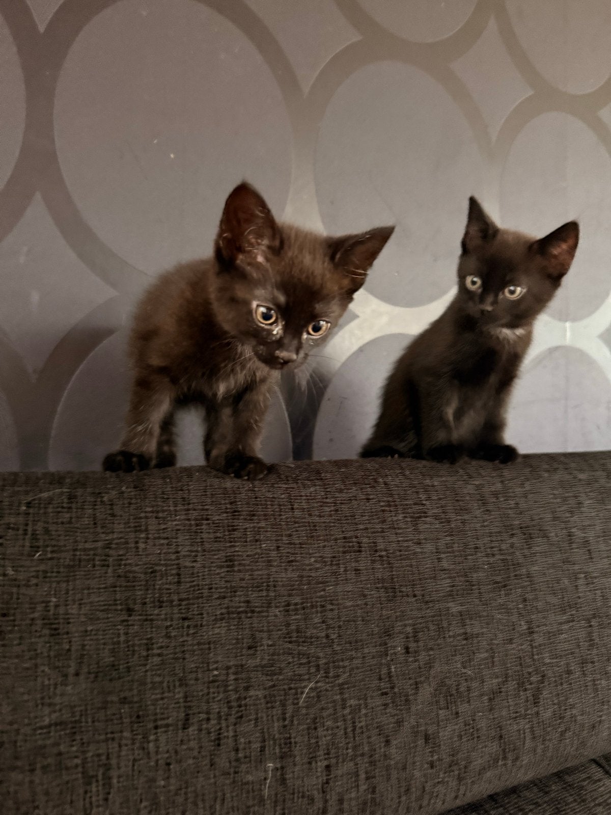 2 kittens, broer en zus, Meerdere dieren, Kortharig, 0 tot 2 jaar