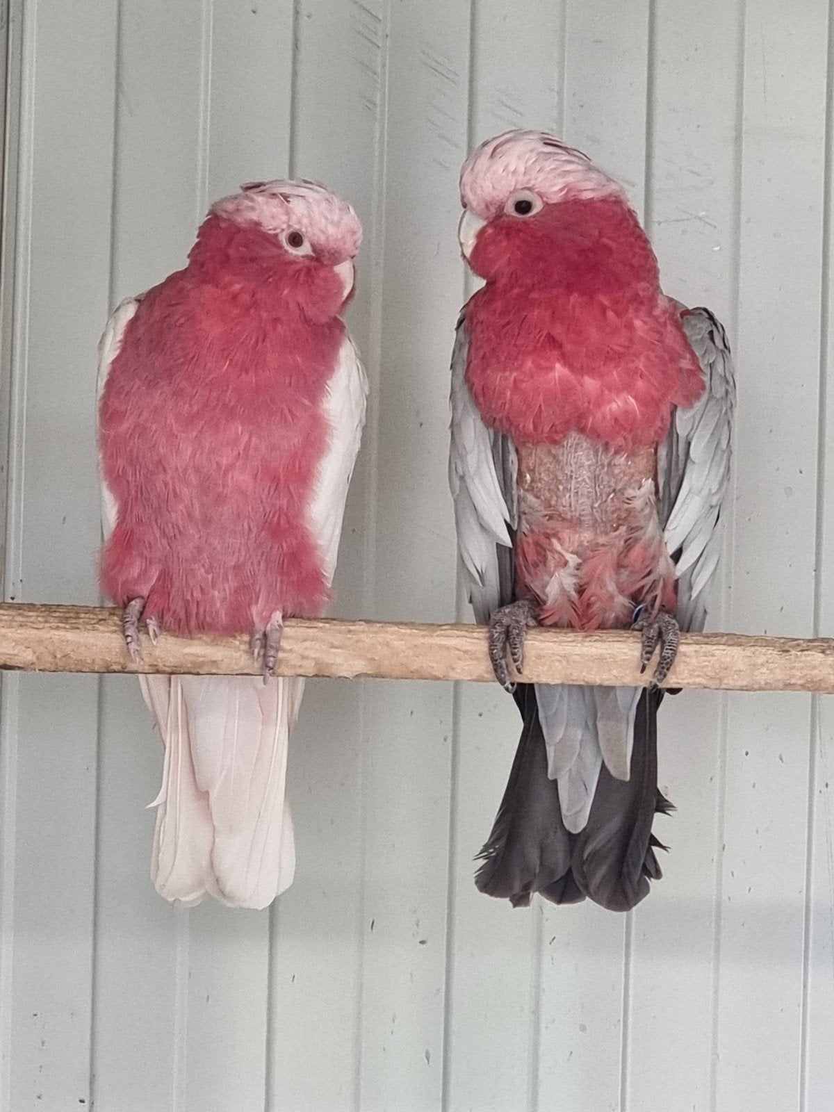 lutino pop x split man rosé, Dieren en Toebehoren, Meerdere dieren, Papegaai