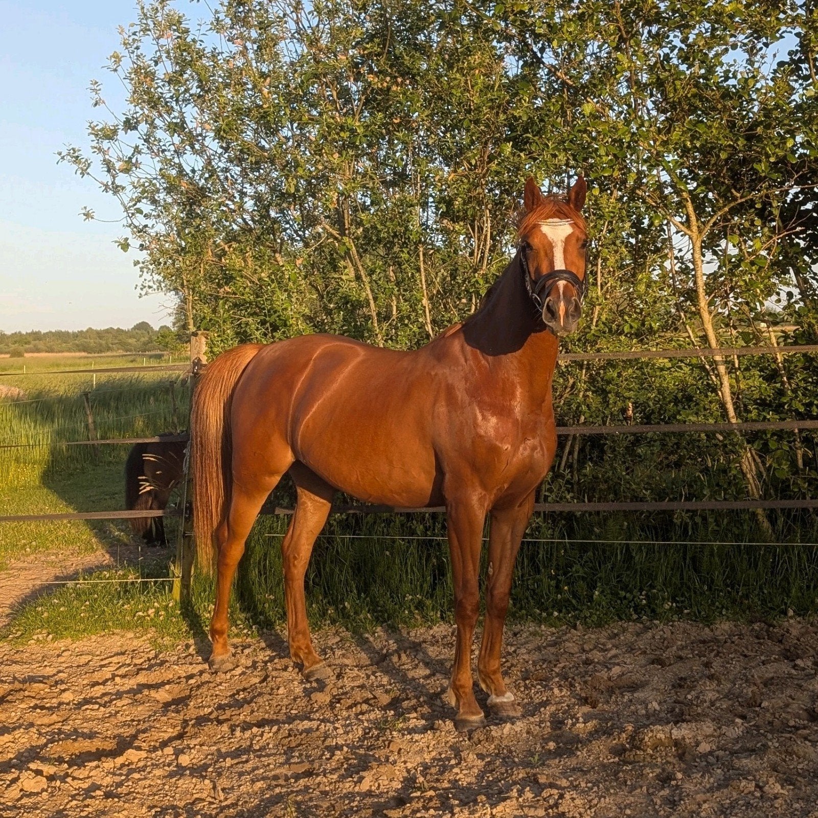 ## Chique 3 jarige merrie ##, Dieren en Toebehoren, Paarden, Merrie, Met stamboom, Dressuurpaard, 3 tot 6 jaar
