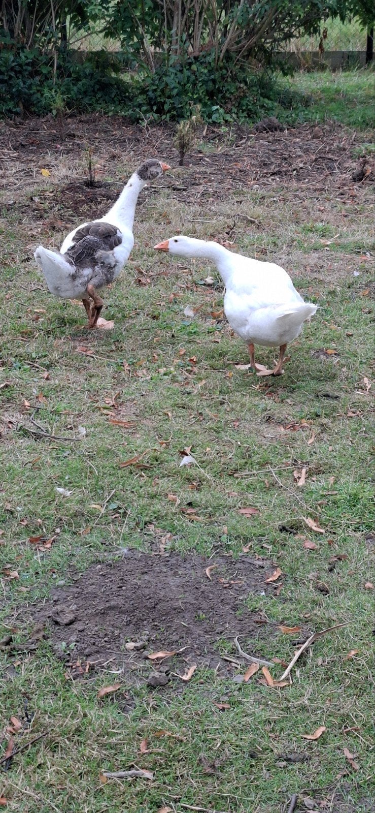 ganzen van juni, Dieren en Toebehoren, Pluimvee, Meerdere dieren, Gans of Zwaan