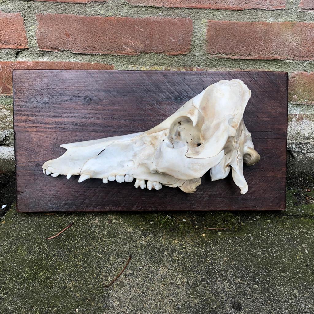 Zwijnenschedel op plank, Verzamelen, Dierenverzamelingen, Ophalen of Verzenden, Zo goed als nieuw, Schedel