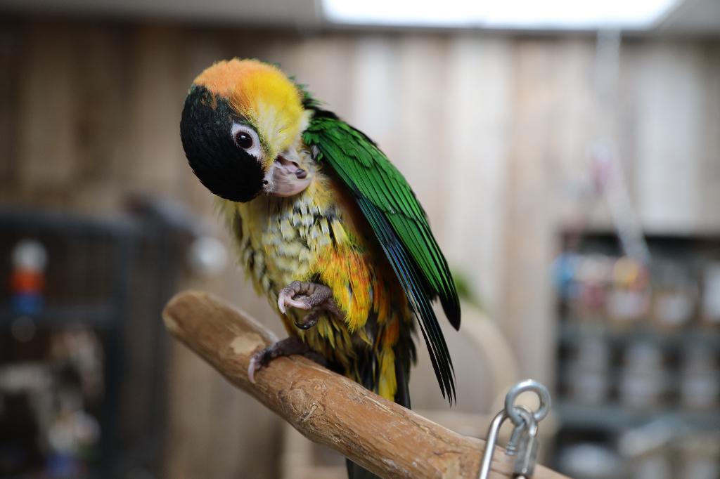 Jonge Baby Zwartkop Caique´s | getest | Speels | Handtam, Dieren en Toebehoren, Vogels | Parkieten en Papegaaien, Meerdere dieren