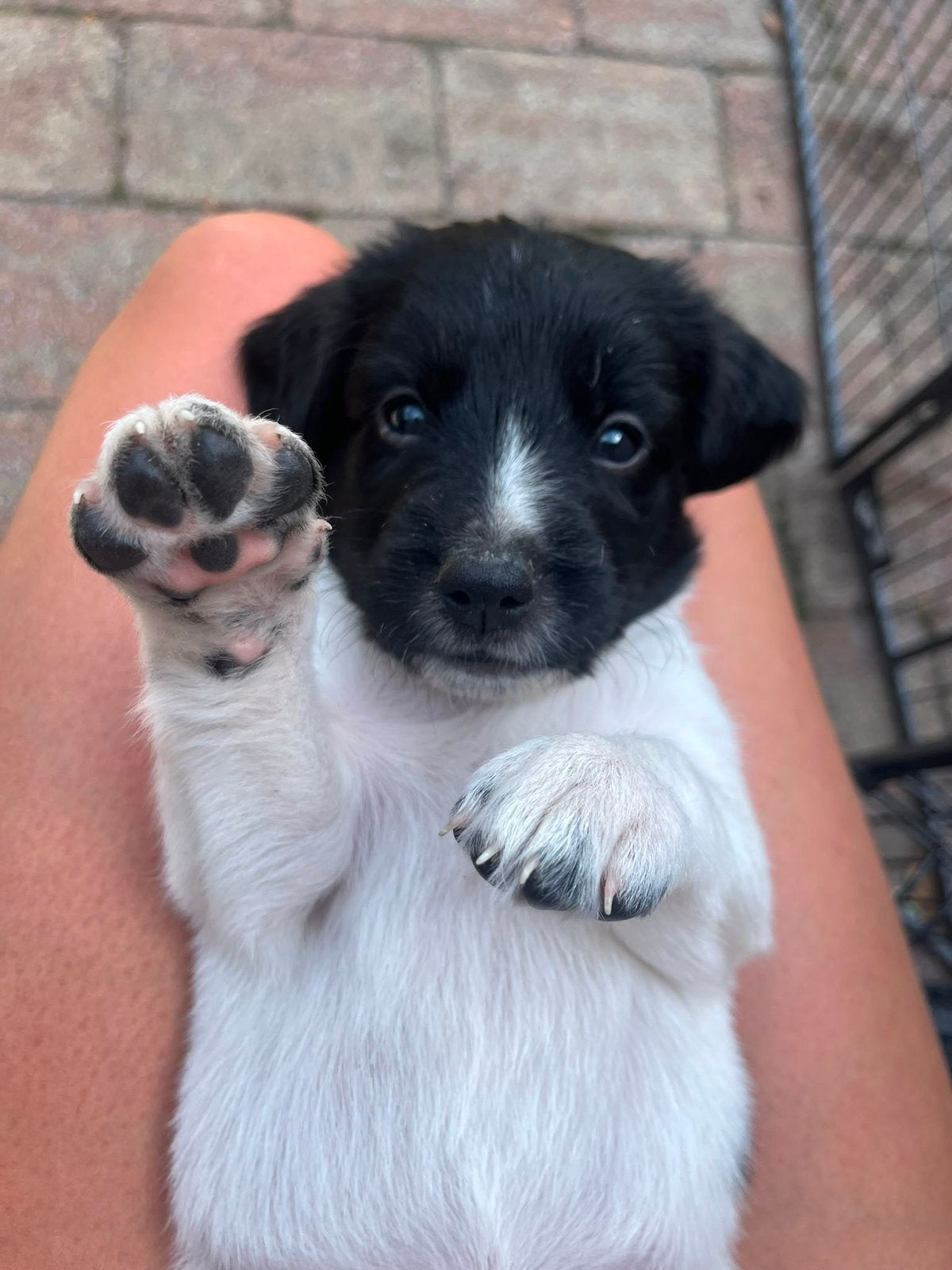 Prachtige pups Friese Stabij/Drentse Patrijs, 8 tot 15 weken, Meerdere, Meerdere dieren, Middel
