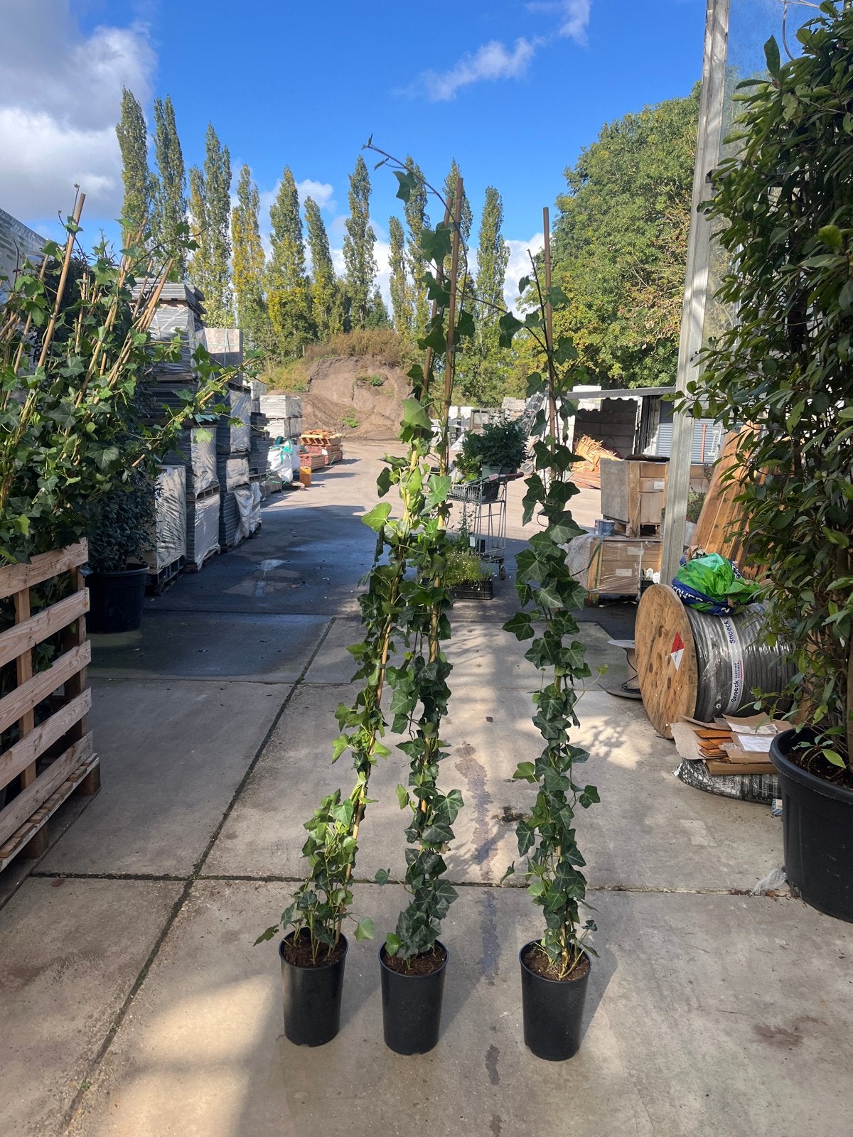 Hedera klimop - Groenblijvende klimplant 180cm €8,95 pst, Vaste plant, Ophalen of Verzenden, Bloeit niet, Halfschaduw