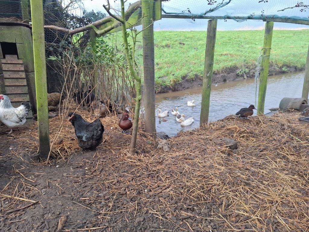 Siereenden, Dieren en Toebehoren
