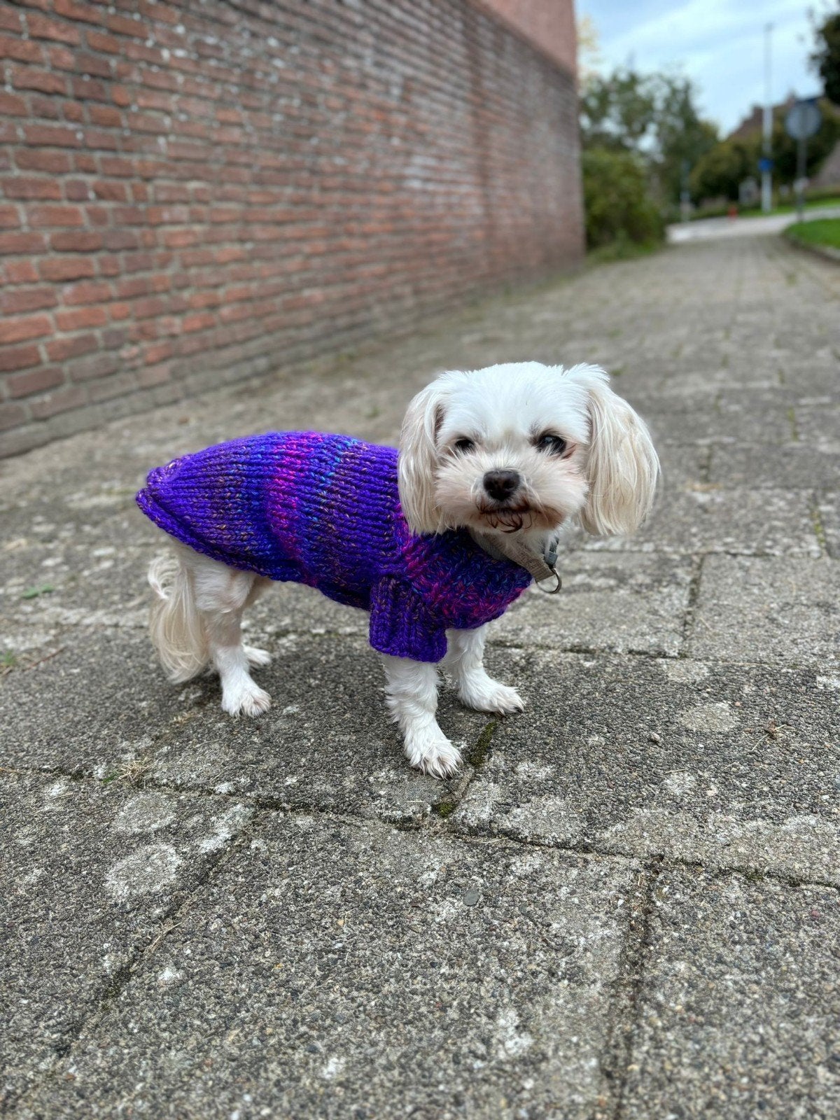 hondentruitjes op aanvraag, Overige merken, S, Hondentrui, Nieuw