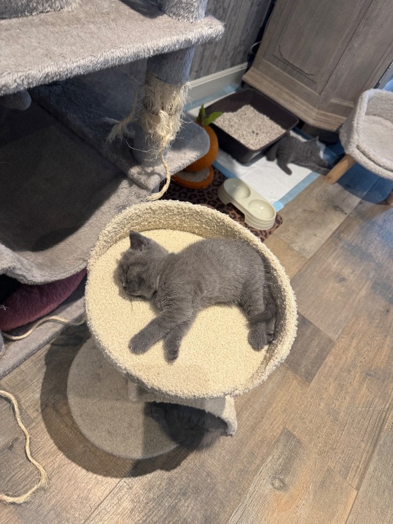 Britse korthaar kittens, Geslacht onbekend, 0 tot 2 jaar