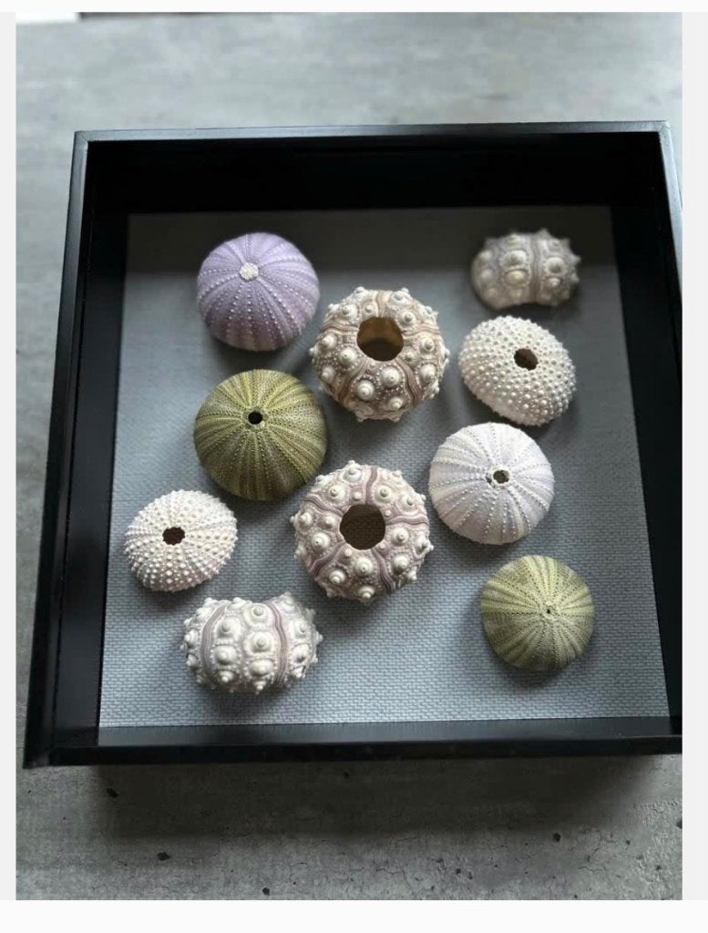Kist met 10 zee-egel “huisjes” schelpen kist is 23 x 23 cm, Ophalen of Verzenden, Zo goed als nieuw, Overige soorten, Overige typen