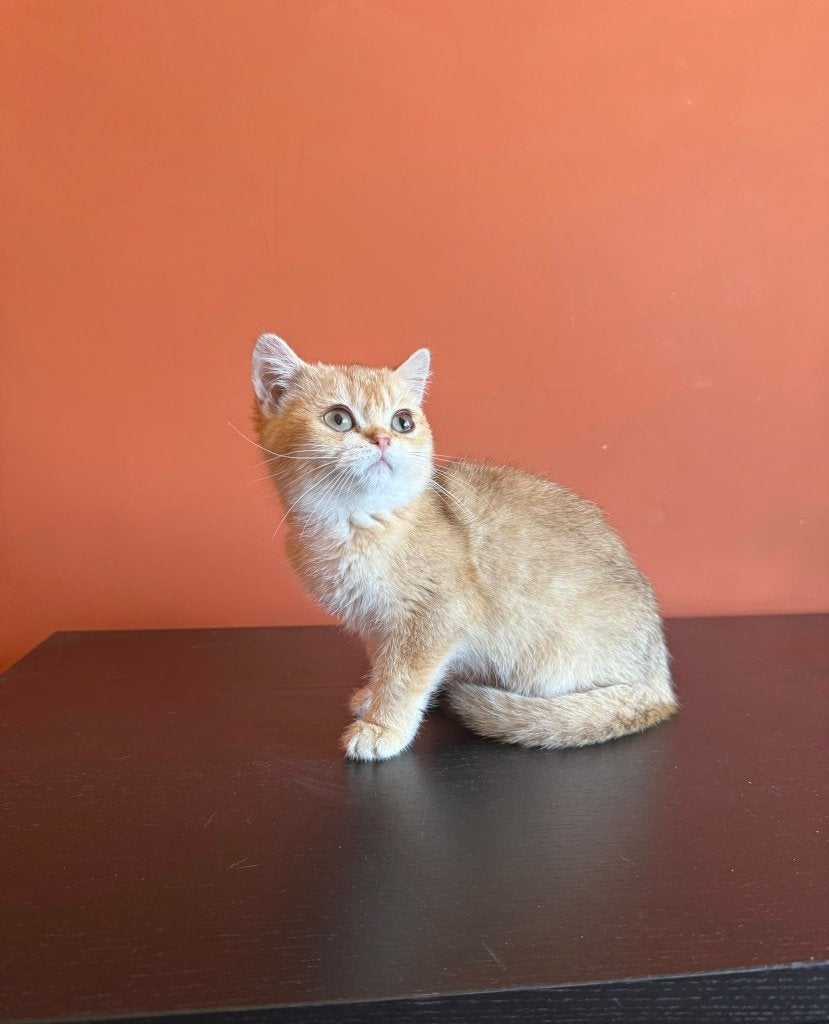 2 prachtige Golden Shaded Britse korthaar-kittens (V)!, Dieren en Toebehoren, Poes, Ontwormd, 0 tot 2 jaar