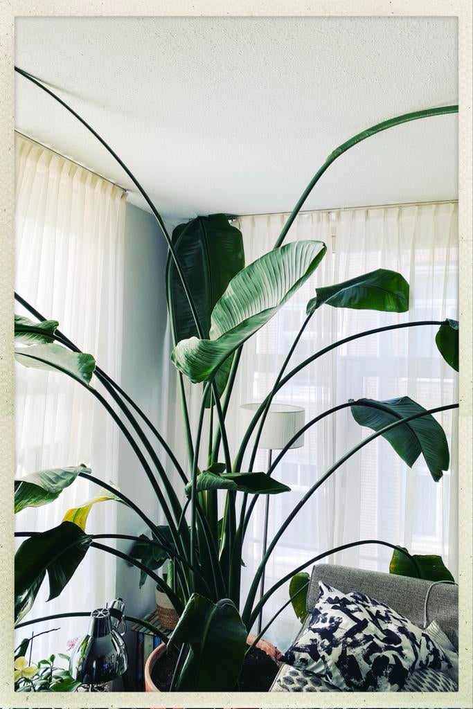 Grote Strelitzia Nicolai - Te groot voor appartement, Ophalen, 200 cm of meer, Overige soorten, Halfschaduw