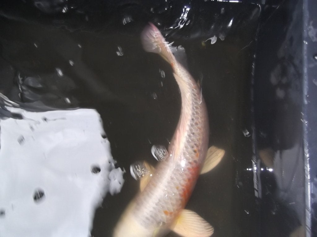 nu nog 4 mooie kois, Karper of Koi