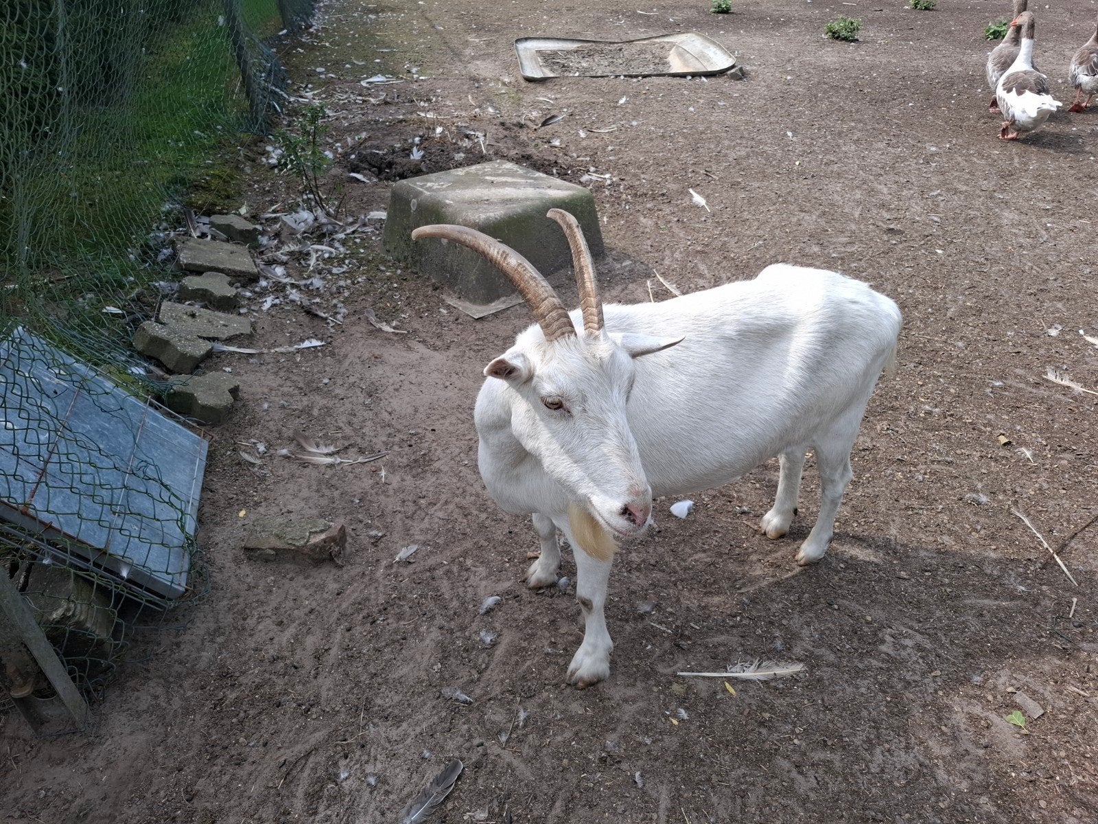 gratis op halen, Dieren en Toebehoren, Schapen, Geiten en Varkens, Vrouwelijk, Geit