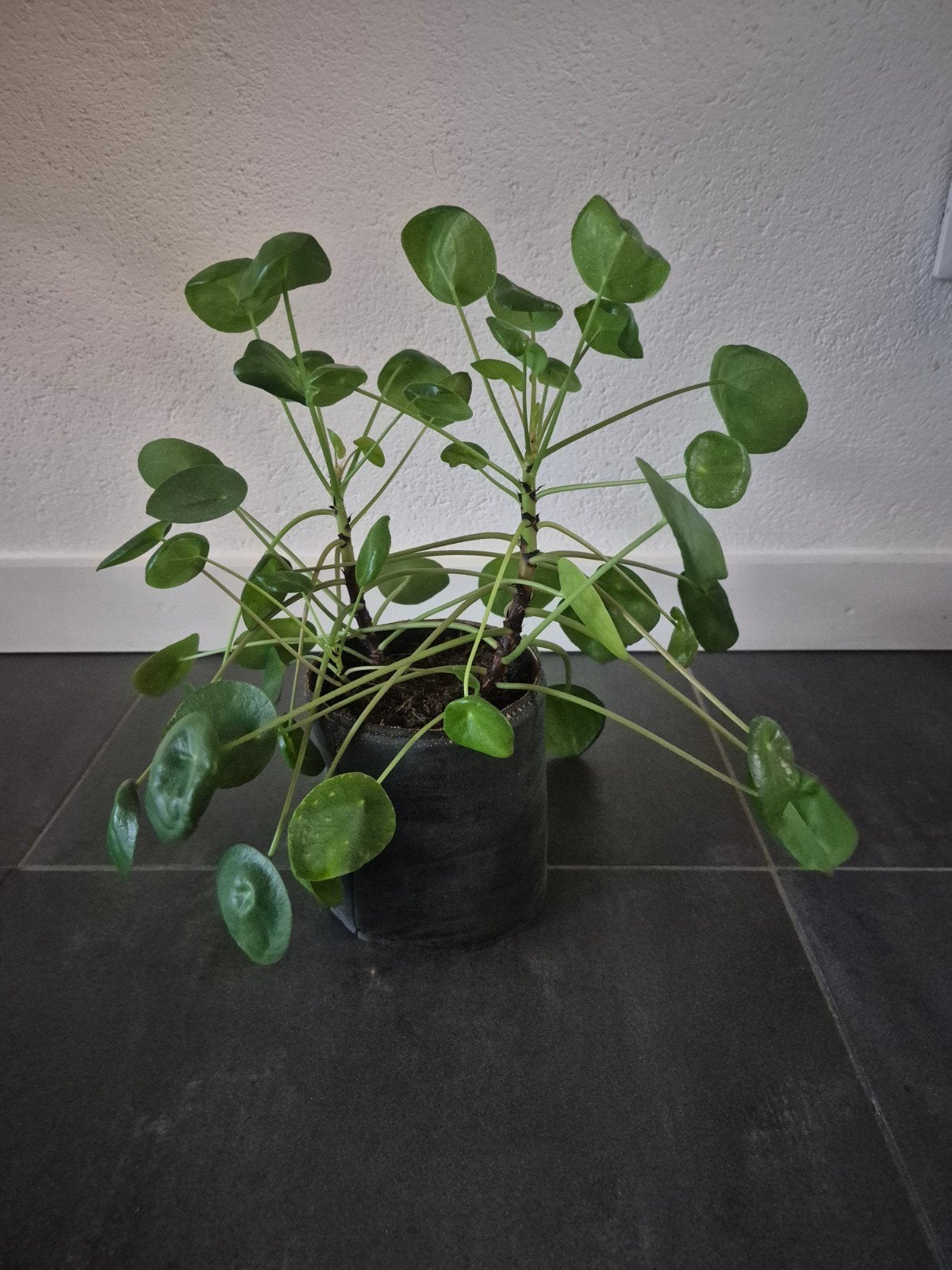 Pannenkoekenplant (Pilea Peperomioides) met pot, Vaste plant, Bloeit niet, Halfschaduw, Ophalen