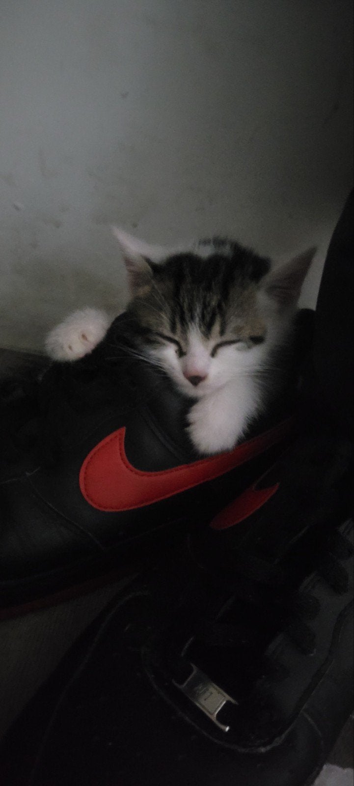 Nieuwsgierige kittens op ontdekkingstocht, Meerdere dieren