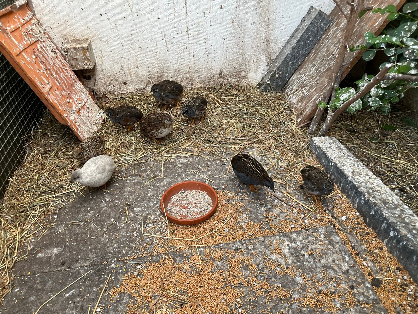 4x chinese dwergkwartel man, Mannelijk, Tropenvogel