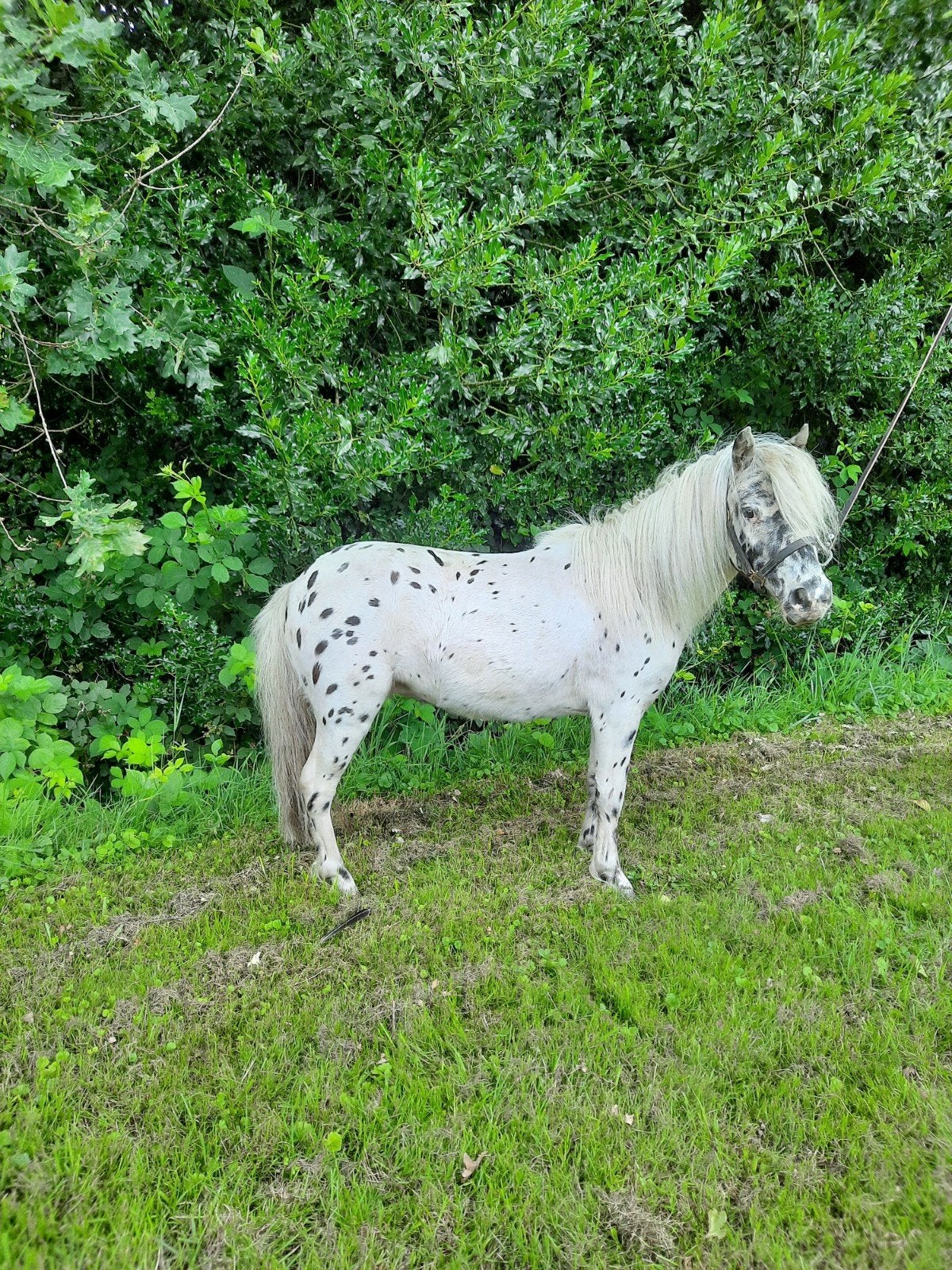 Leuke appaloosa merrie, Dieren en Toebehoren, Pony's, Merrie, A pony (tot 1.17m)