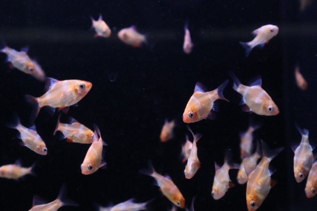 Sumatraan Albino (Puntigrus tetrazona) – 10 voor €30!, Vis, Zoetwatervis, Schoolvis