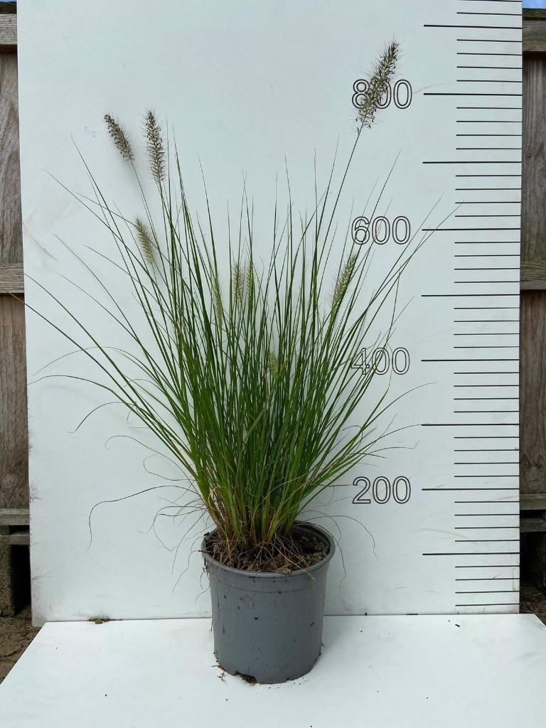 Pennisetum Hameln (lampepoetser gras), Tuin en Terras, Planten | Tuinplanten, Ophalen, Vaste plant, Siergrassen, Halfschaduw