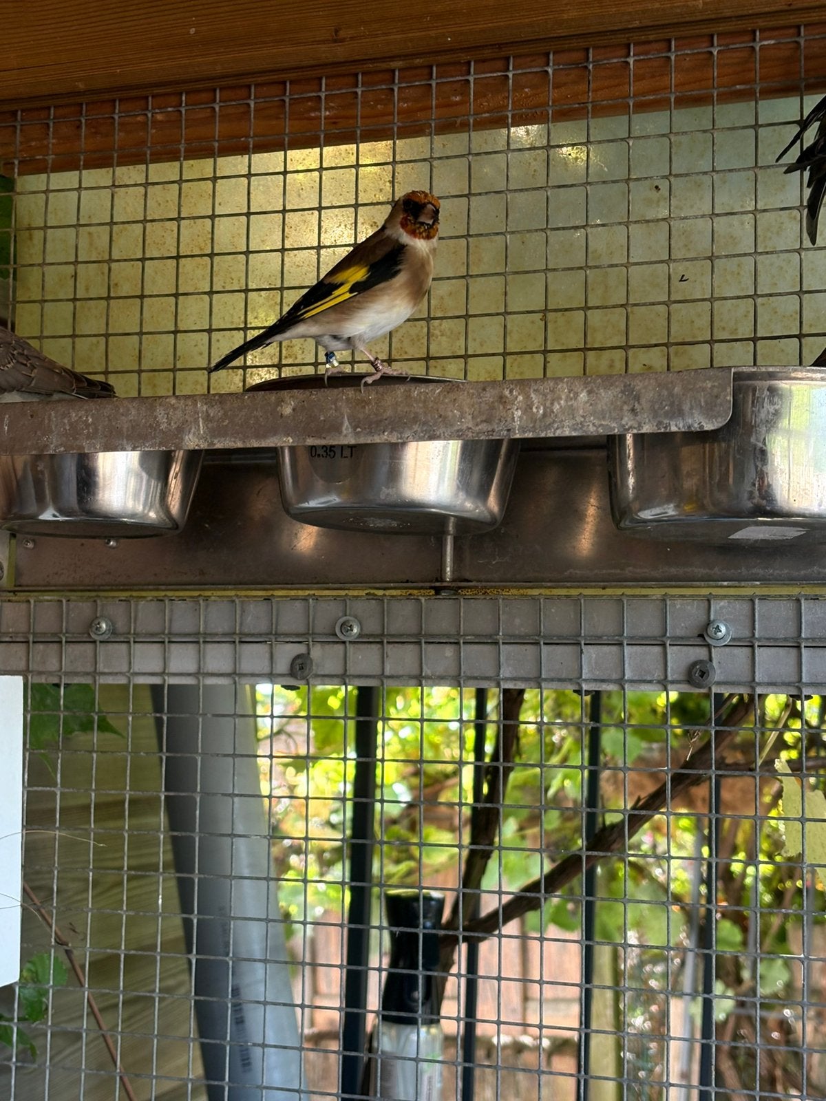 ZÉÉR mooi zang putter. Mannetje, Mannelijk, Wildzangvogel, Geringd