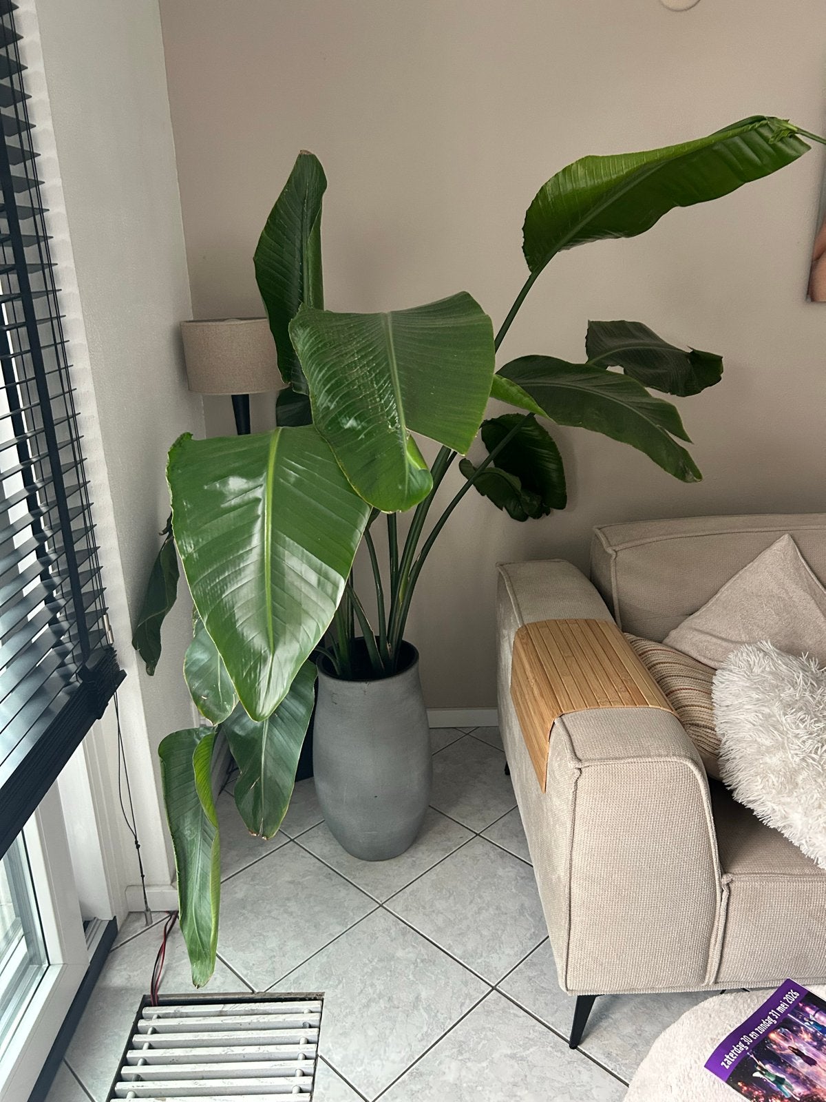 Grote Strelitzia Nicolai - Paradijsvogelplant, Huis en Inrichting, Kamerplanten, Ophalen, 200 cm of meer, Overige soorten, In pot