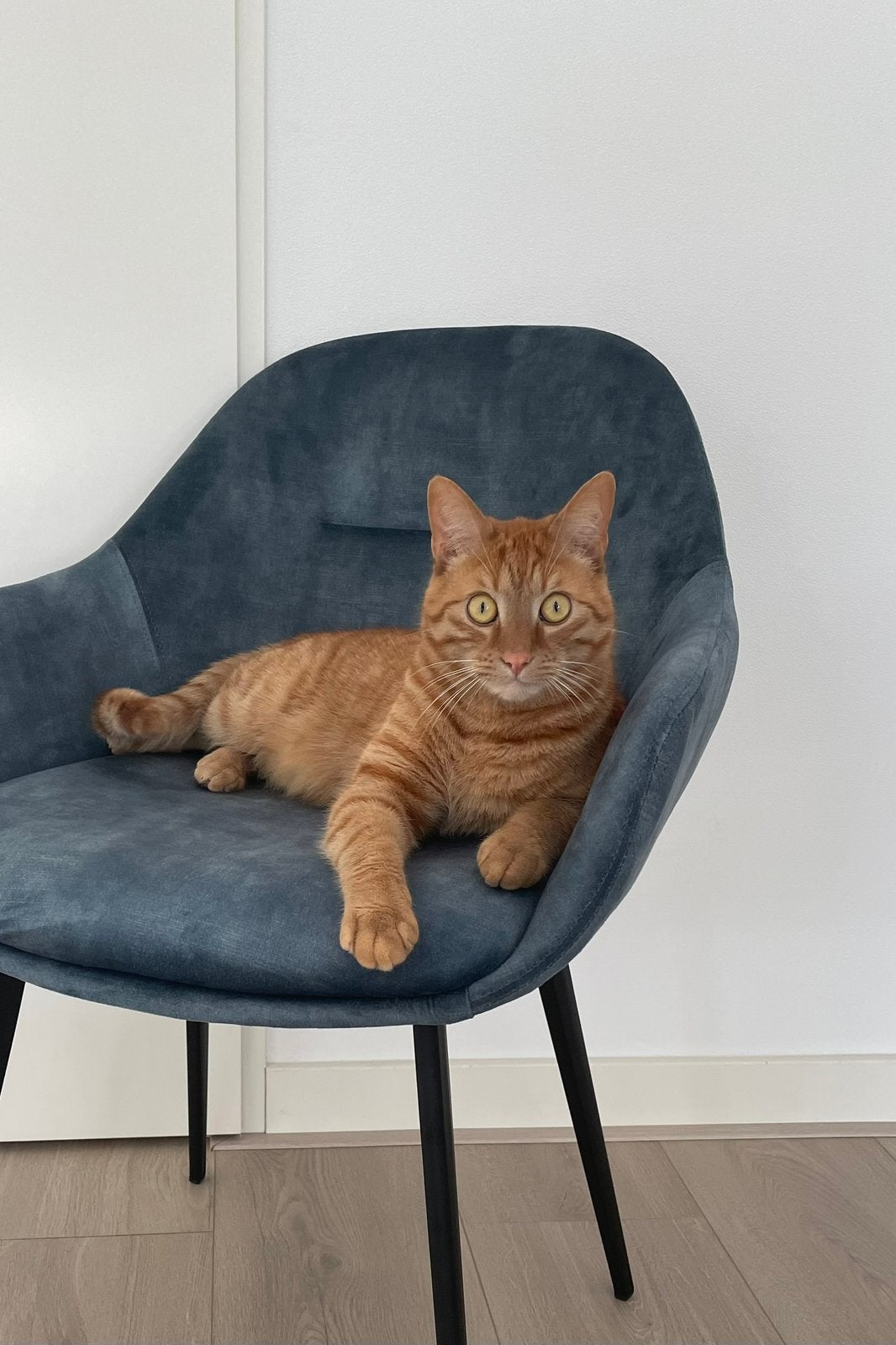 Benjamin | Europees korthaar | 5 jaar | gechipt &gecastreerd, Kater, Kortharig, 3 tot 5 jaar
