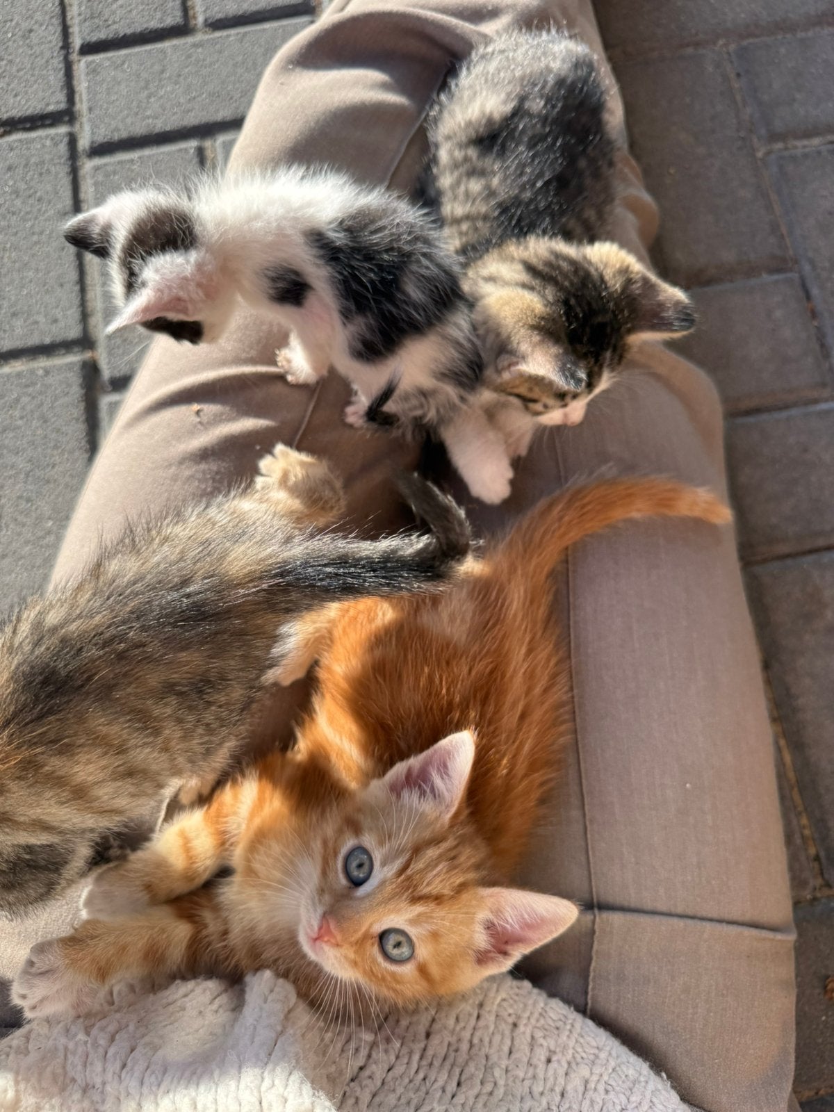 Kittens, Dieren en Toebehoren, Meerdere dieren, 0 tot 2 jaar