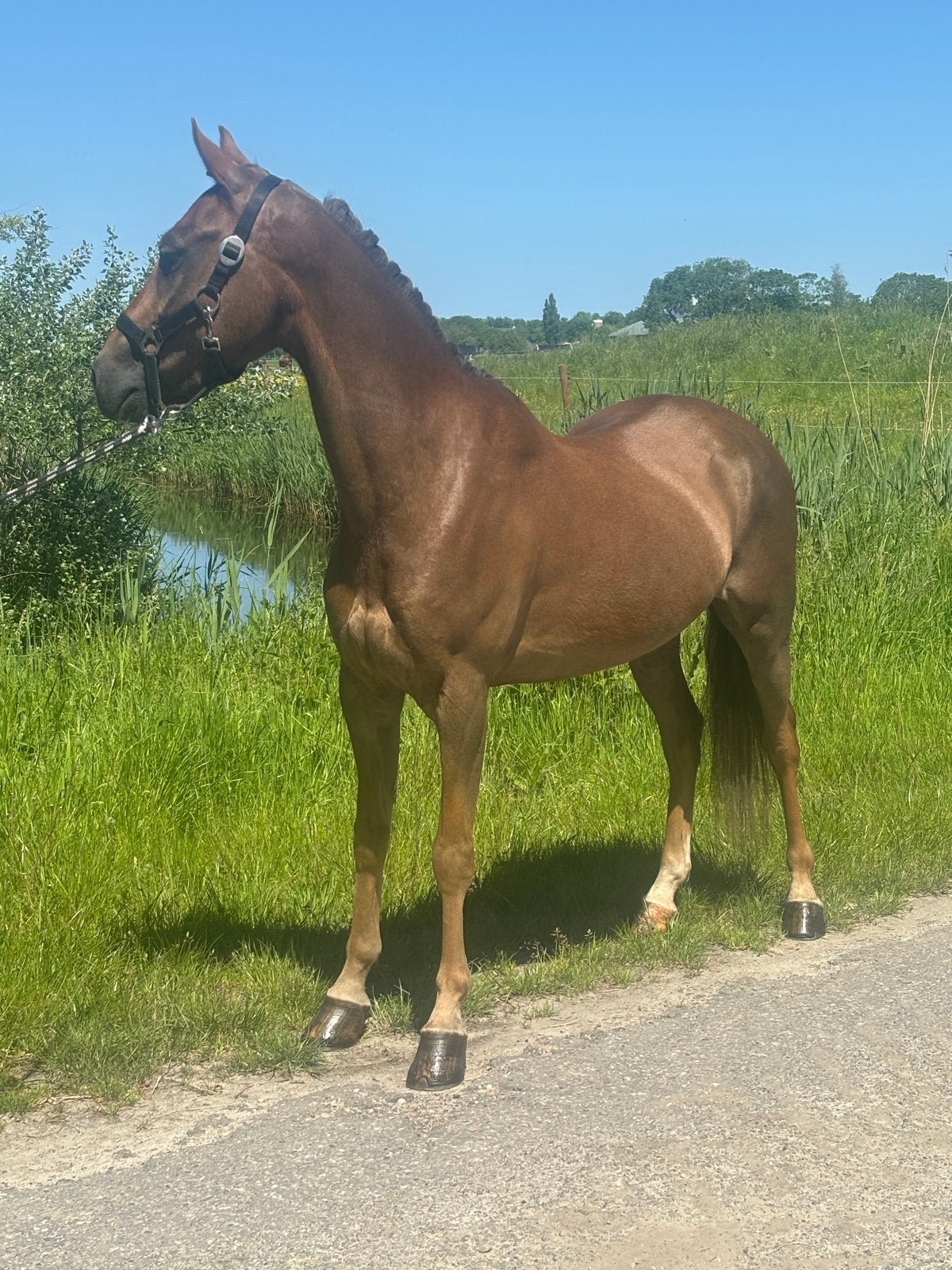 Leuke pony te koop, Dieren en Toebehoren, Paarden, Minder dan 160 cm, Met stamboom, Ruin, Niet van toepassing