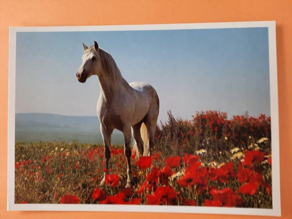 ansichtkaart kaart paard veulen, Verzamelen, Ophalen, 1980 tot heden, Ongelopen, Paard