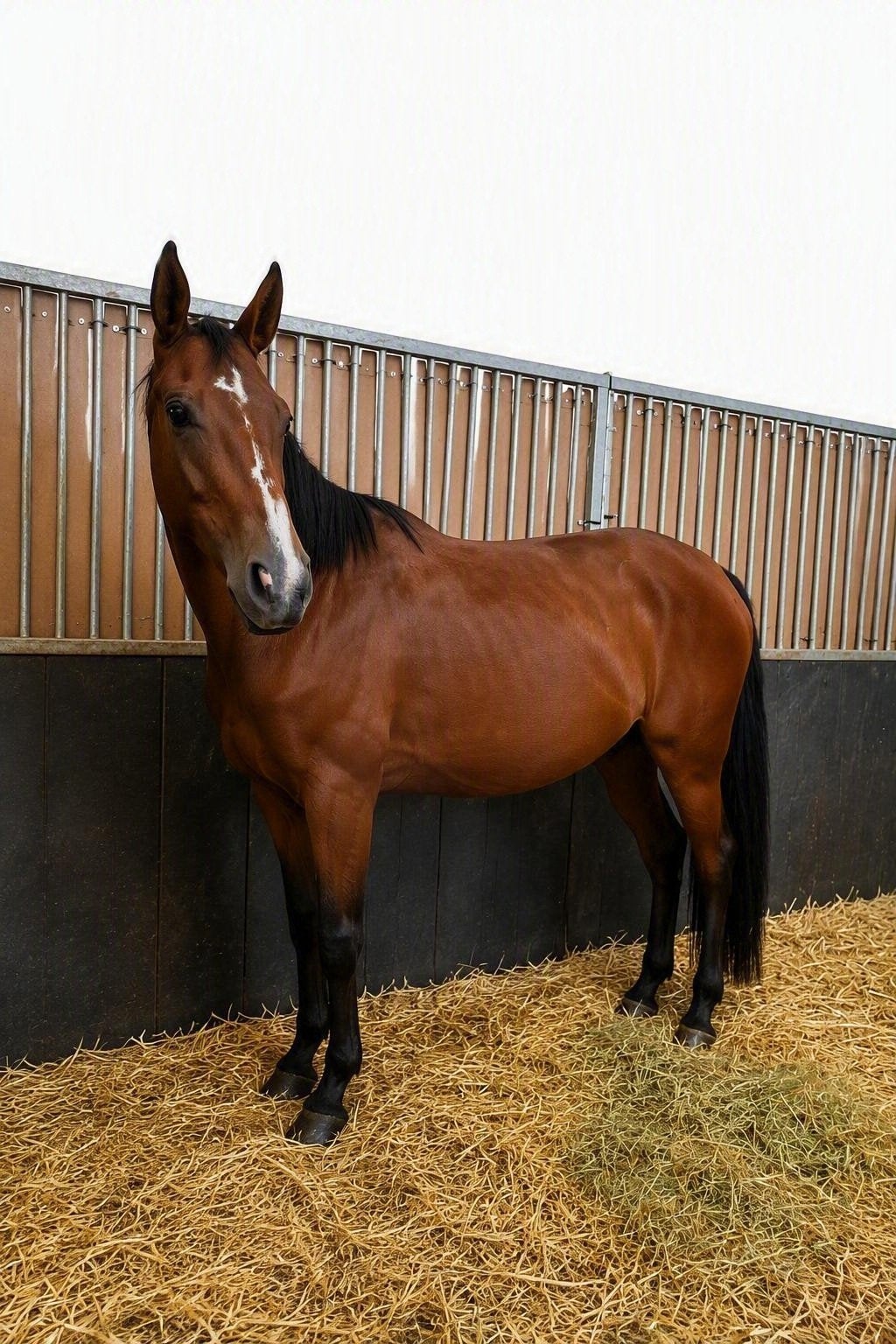4 jarige Merrie te koop, Merrie, 160 tot 165 cm, Springpaard, 3 tot 6 jaar