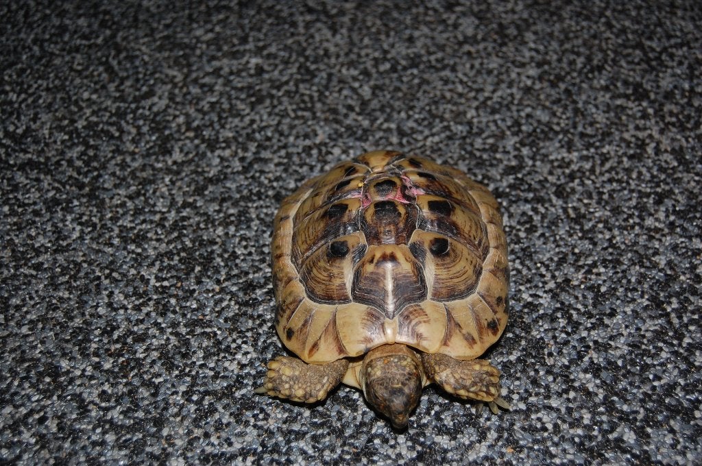 Grieks Schildpadden koppel Tortoise photo 5