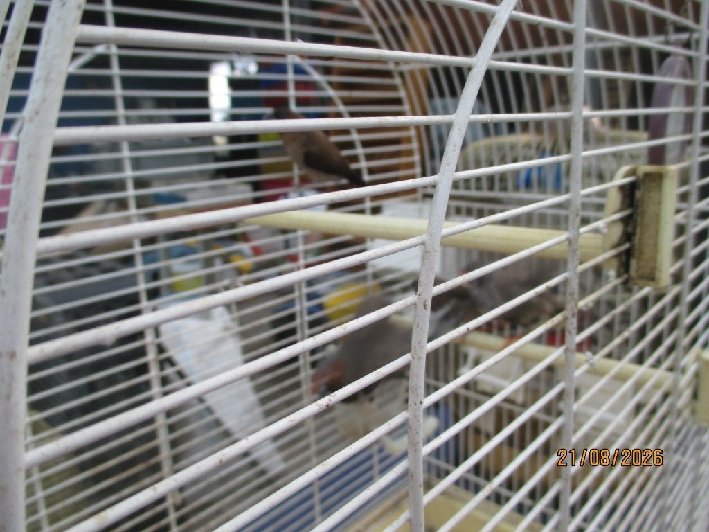 koppel zebravinkjes, Dieren en Toebehoren, Ophalen, Metaal, Vogelkooi