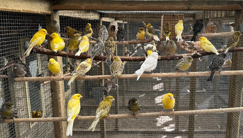 Kanaries verschillende kleuren, Dieren en Toebehoren, Vogels | Kanaries, Meerdere dieren, Kleurkanarie