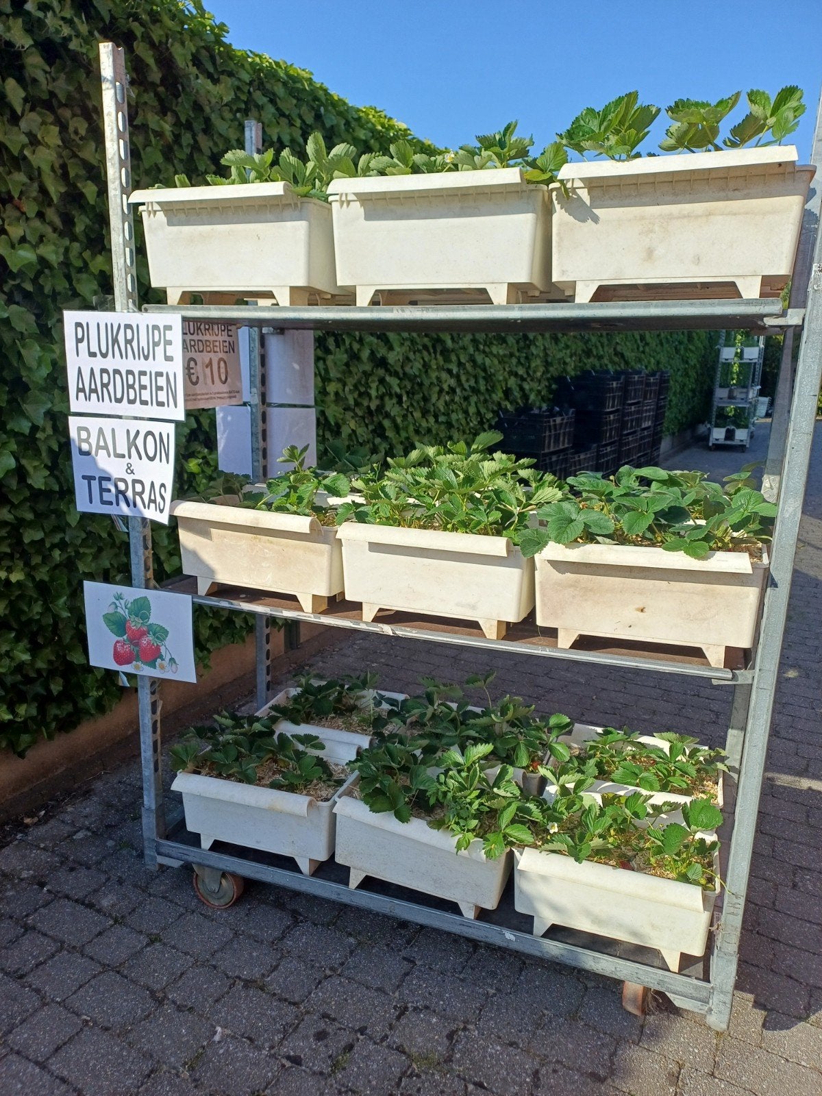 Plukrijpe aardbei planten in Bato bakken, Volle zon, Vaste plant, Ophalen of Verzenden, Zomer