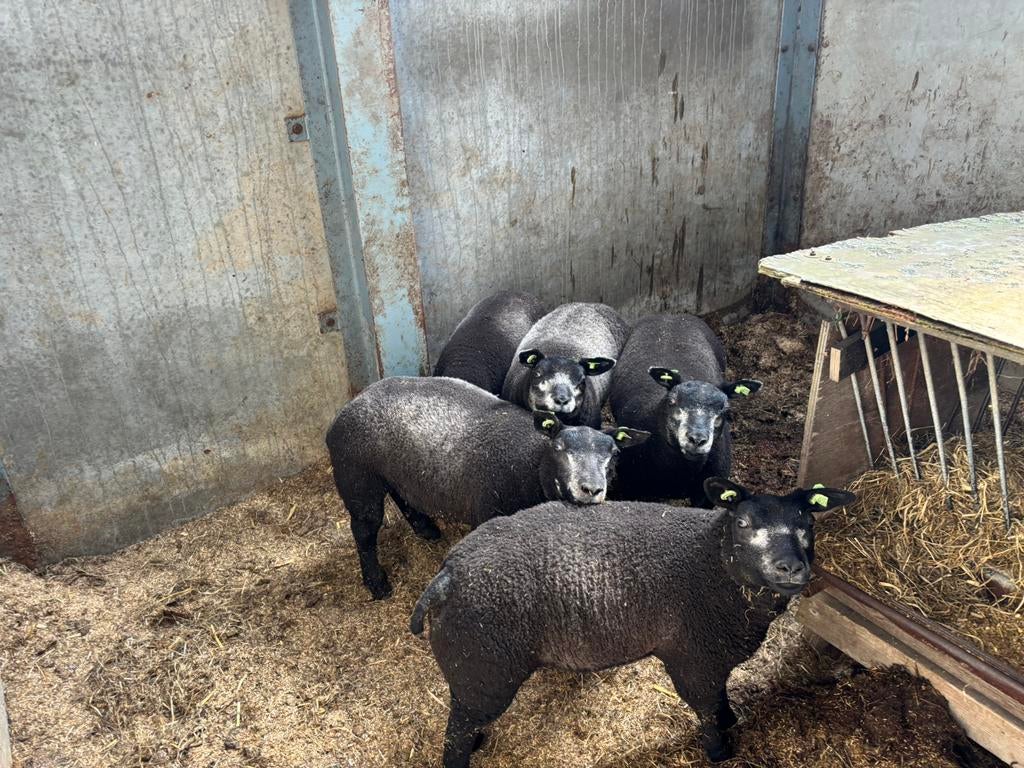 Zuiglammeren schapen lammeren blauwe Texelaar Texelaars, Dieren en Toebehoren, Mannelijk, Schaap