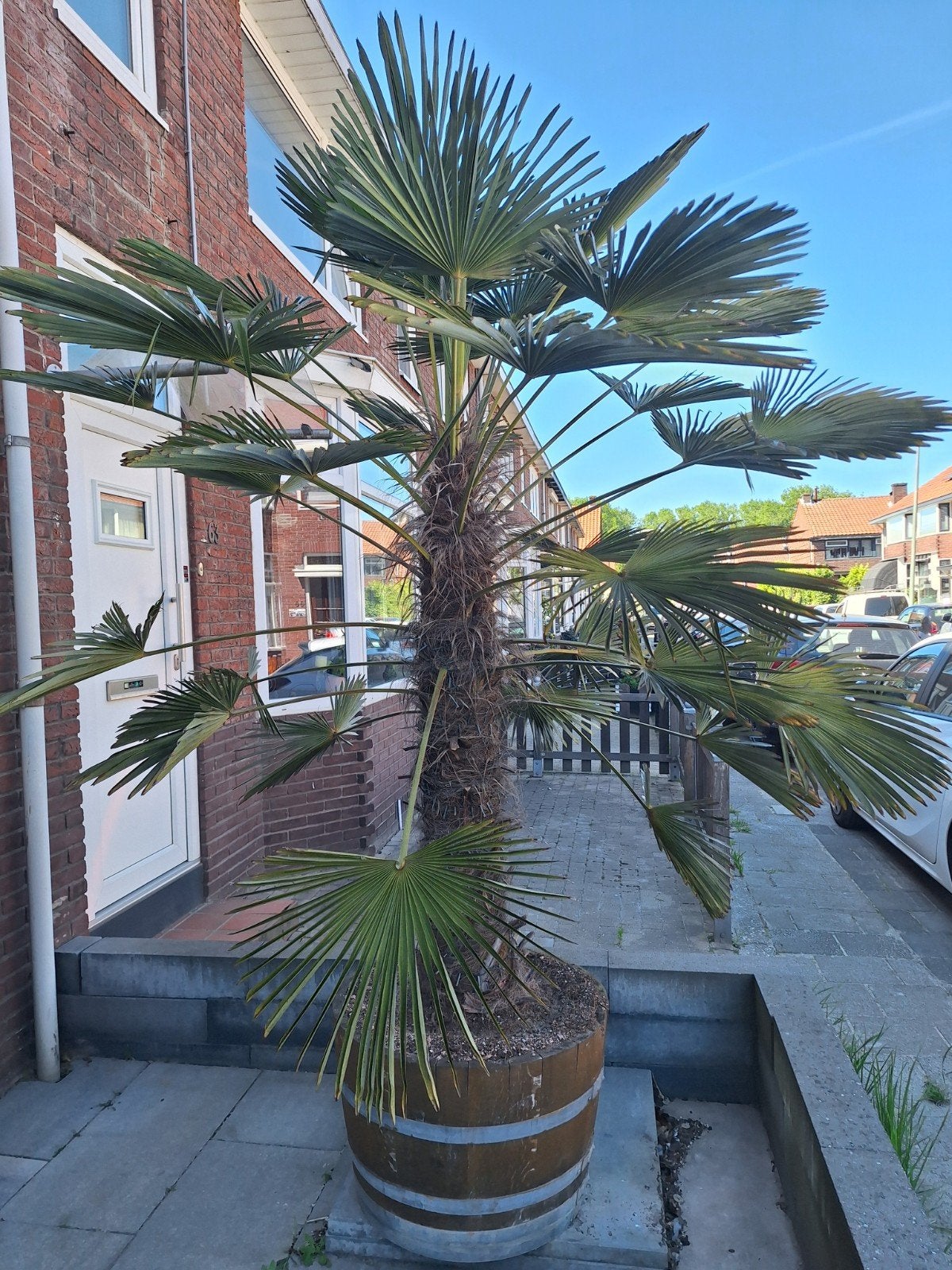 Trachycarpus Wagnerianus palmboom 2.20mtr, Tuin en Terras, Planten | Tuinplanten, Ophalen, Bloeit niet, Overige soorten, Volle zon