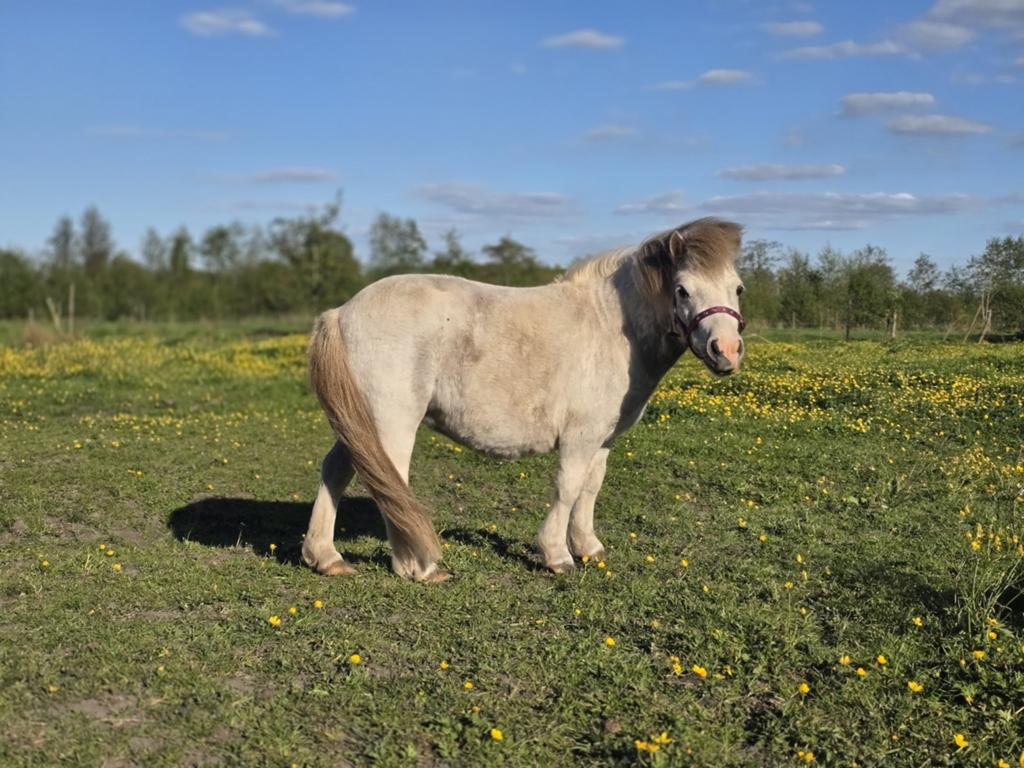 Lieve Shetlandpony te koop, Merrie, Minder dan 160 cm, Gechipt, 3 tot 6 jaar