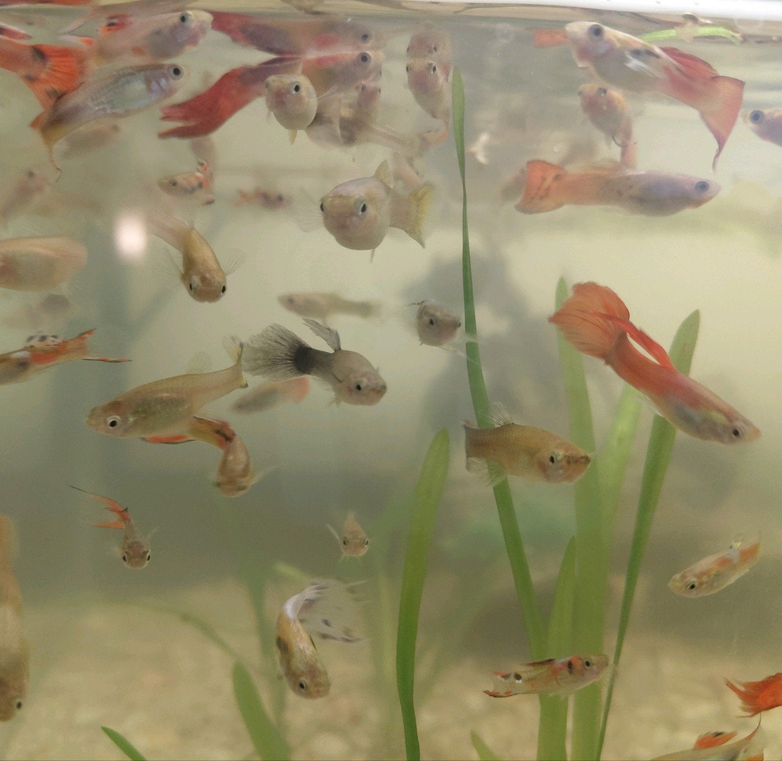 vissen te koop | verschillende molly's, platy's en guppen, Vis, Zoetwatervis, Schoolvis
